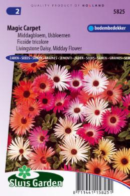 [01-005825] Mesembrianthemum bellidiformis MAGIC CARPET - ca 3200 z