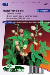 [01-005830] Mimosa PUDICA - ca 90 s