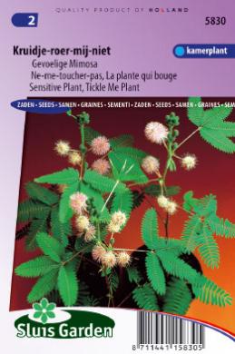 [01-005830] Mimosa pudica KRUIDJE-ROER-MIJ-NIET - ca 90 z