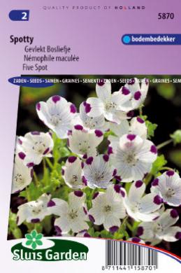 [01-005870] Nemophila maculata SPOTTY - ca 135 z