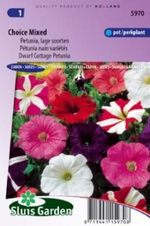 [01-005970] Petunia nana compacta - ca 1500 z