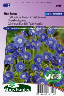 [01-006010] Phacelia viscida compacta BLUE FOAM - ca 500 z