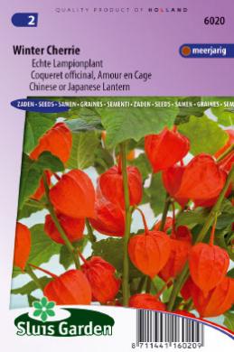 [01-006020] Physalis franchettii WINTER CHERRIE - ca 150 z