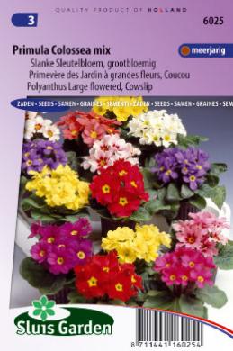 [01-006025] Primula veris elatior COLOSSEA - ca 250 z