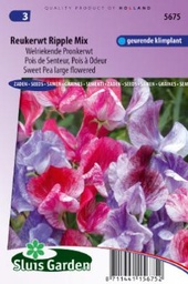 [01-005675] Lathyrus odoratus multiflorus RIPPLE mix - ca 30 z