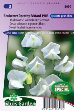 [01-005690] Lathyrus odoratus DOROTHY ECKFORD 1903 - ca 30 s