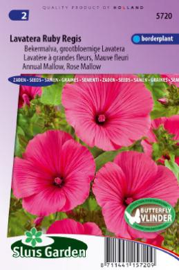 [01-005720] Lavatera trimestris RUBY REGIS - ca 50 z