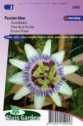 [01-005945] Passiflora coerulea PASSION BLUE - ca 55 s