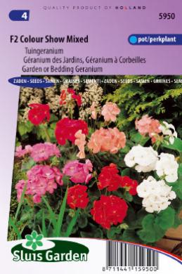 [01-005950] Pelargonium zonale COLOUR SHOW F2 - ca 32 s