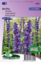 [01-006055] Salvia farinacea BLUE PLUS - ca 100 z