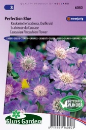 [01-006080] Scabiosa caucasica PERFECTION BLUE - ca 45 z