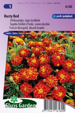 [01-006180] Tagetes patula nana of afrikaan RUSTY RED - ca 165 z