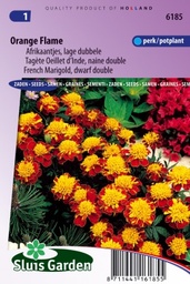 [01-006185] Tagetes patula nana ORANGE FLAME - ca 165 z