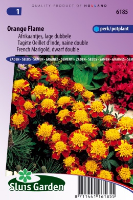 [01-006185] Tagetes patula nana of afrikaan ORANGE FLAME - ca 165 z