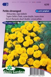 [01-006210] Tagetes patula nana petite - ca 130 z