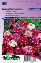 [01-006305] Verbena hybrida compacta IDEAL FLORIST - ca 140 s
