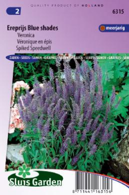 [01-006315] Veronica spicata BLUE SHADES - ca 1000 z