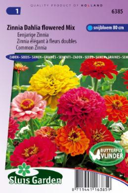 [01-006385] Zinnia elegans fl. pl. Dahliabloemig - ca 100 z