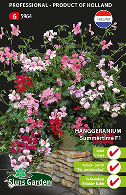 [01-005964] Pelargronium peltatum SUMMER TIME - ca 8 z