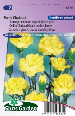 [01-008520] Dianthus caryophyllus chabaud MARIE CHABAUD - ca 90 s