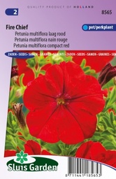 [01-008565] Petunia nana compacta FIRE CHIEF - ca 0,1 g