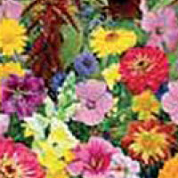 [03-095663] Mix bloemen voor bijen & vlinders - ca 50 m²