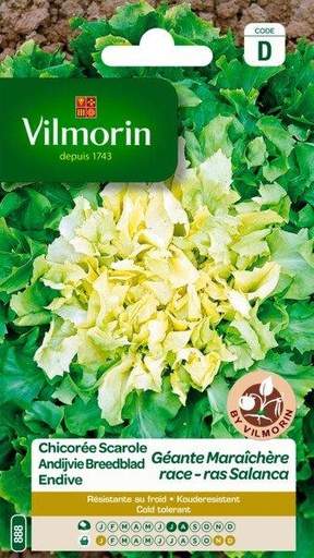 [03-000888] Zomerandijvie SALANCA - ca. 4 g