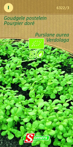 [03-063223] Pourpier DORE A LARGE FEUILLE - ca 1,5 g