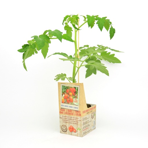 [07-005020] Greffée plant ROMA - 1 pièce greffé sur porte-greffe