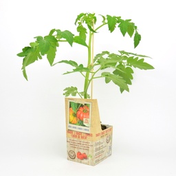 [07-005030] Geënte plant tomaat COEUR DE BOEUF - 1 stuk geënt op onderstam