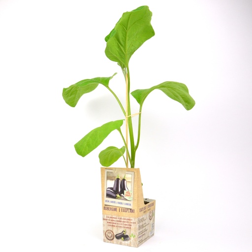 [07-005090] Geënte plant AUBERGINE - 1 stuk geënt op onderstam