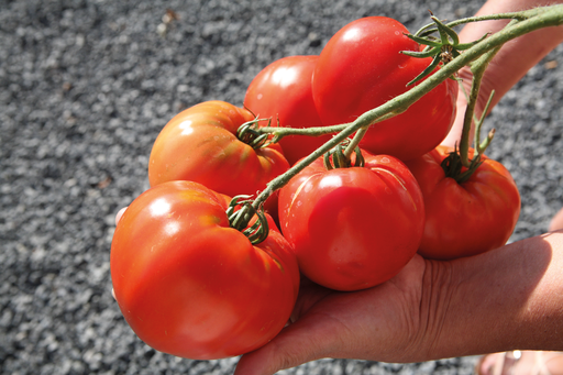 [07-005010] Greffée plant tomate ADMIRO F1 PLANTE À 2 TIGES - 1 pièce greffé sur porte-greffe
