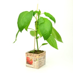 [07-005080] Paprika FERRARI F1 - 1 plant