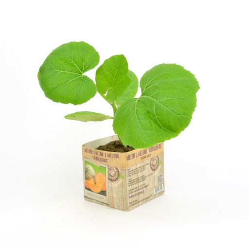 [07-005070] Meloen Charentais geënt- 1 Plantje