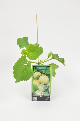 [07-005070] Melon Charantais - 1 plante
