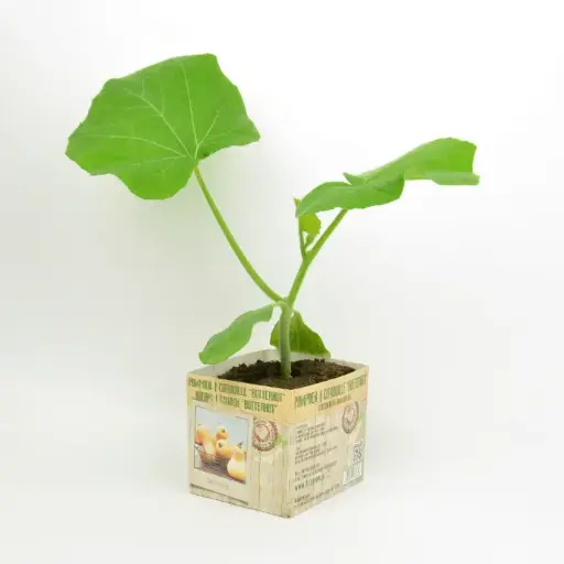 [07-005151] Pompoen Butternut - 1 Plantje