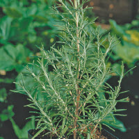 [BPK30777] ROZEMARIJN 12 CM POT - Bio