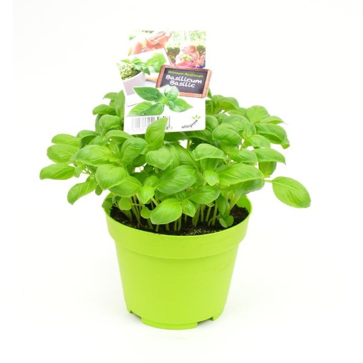 [BPK0708] Basilicum - pot 13 cm