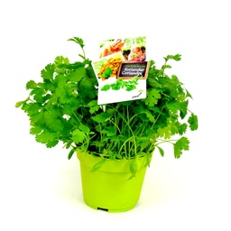 [BPK0722] KORIANDER 13 CM POT