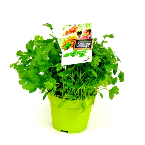 [BPK0722] KORIANDER 13 CM POT