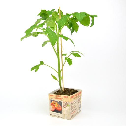 [AL-0191] TOMAAT MARMANDE