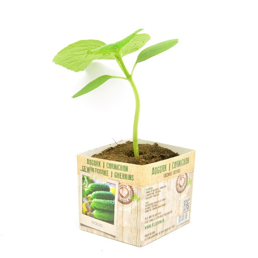 [07-005155] CORNICHON - 1 plante