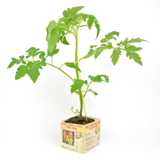[07-005172] TOMATE ANDINE CORNUE - 1 plante