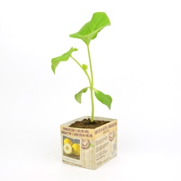 [07-005164] HONINGMELOEN - 1 plant