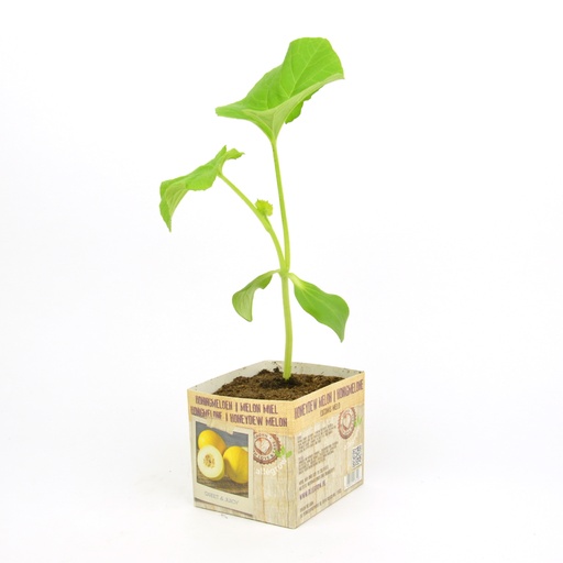 [07-005164] MELON MIEL - 1 plante
