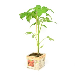 [07-005176] Tomate PYROS - 1 plante