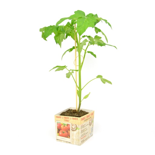 [07-005176] Tomaat Pyros - 1 Plantje