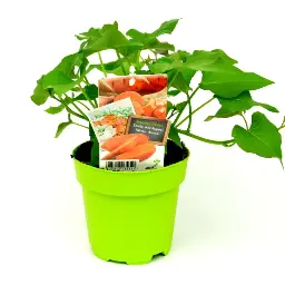 [07-005180] ZOETE AARDAPPEL - 1 plant