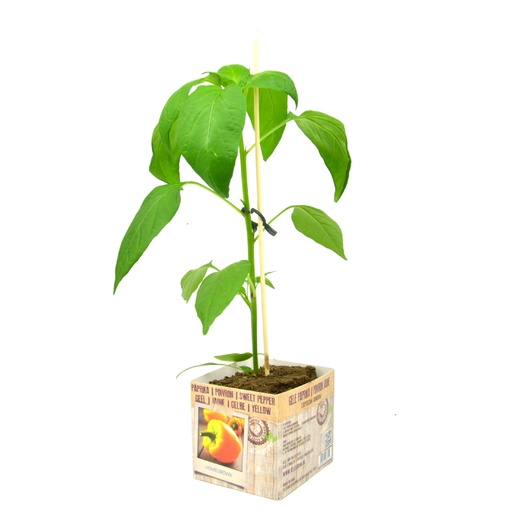 [07-005178] Blokpaprika Geel - 1 Plantje