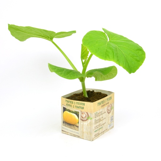 [07-005152] CITROUILLE JAUNE - 1 plante